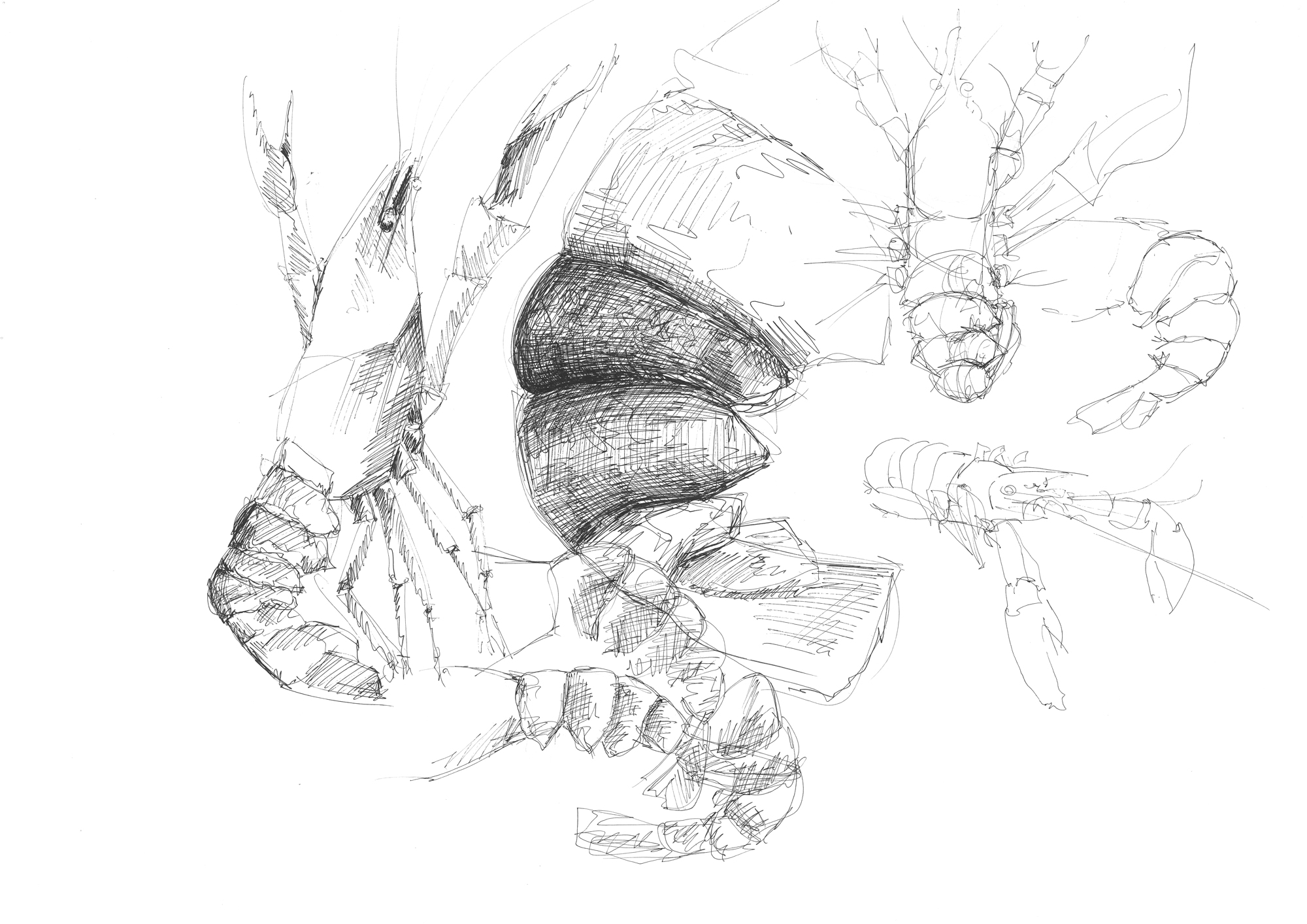 Zeichnungen-Exoskelett-Website
